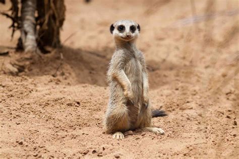 17 Desert Animals and Their Amazing Adaptations