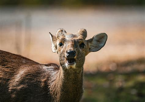 Biodiversity Conservation Photos, Download The BEST Free Biodiversity