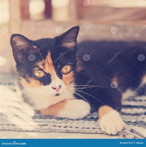 Beautiful Multi-colored Cat Stock Image - Image of nature, portrait