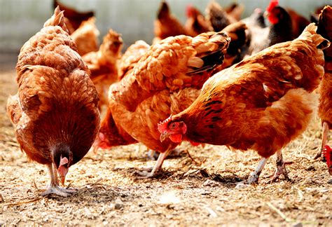 cara membuat ayam makan dengan lahap 27