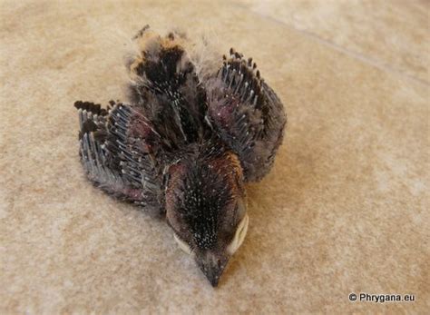 Cecropis daurica (Laxmann, 1769) - Hirundinidae (Aves Passeriformes ...