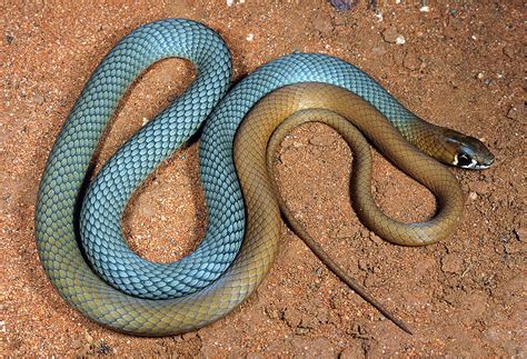 New Aussie snake species discovered – Environment News| Particle