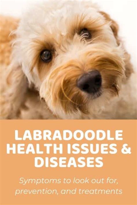 Labradoodle Health Issues And Diseases: An Overview [2022]