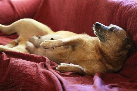 how to tell if a dog is having contractions