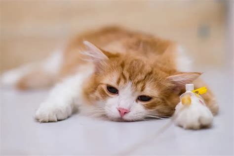 Чем полезна прививка от бешенства для кошек? | AnimalExpert.ru