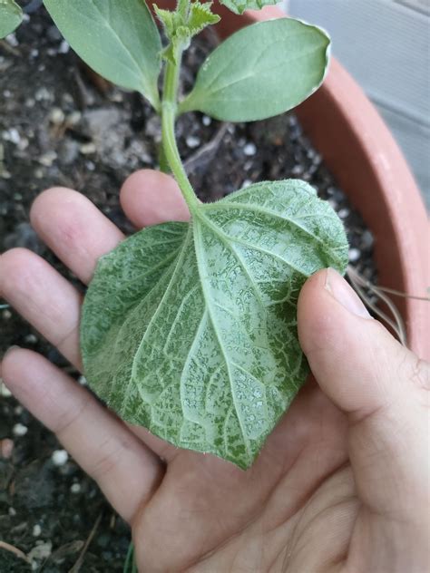 Cucumber unknown symptoms : r/gardening