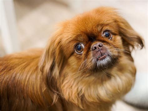 Razas de perros pequeños | ¿Sabes cuáles son las razas de perros ...