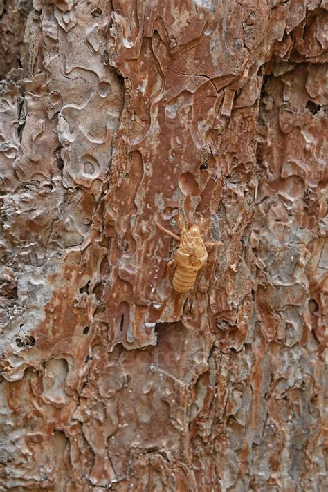 Cicada larva on a pine tree. 51242597 Stock Photo at Vecteezy