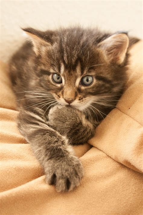 Cat Kitten Animal - Free photo on Pixabay - Pixabay