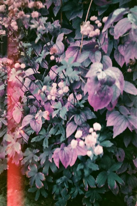 Bunnievip Onlyfans Leak - King Ice Apps