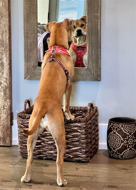 paulding county animal rescue 9