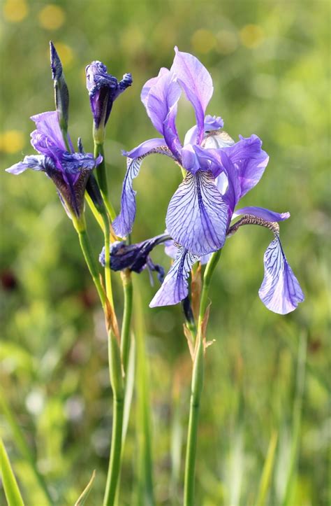 Free Images : field, meadow, prairie, flower, spring, botany, garden