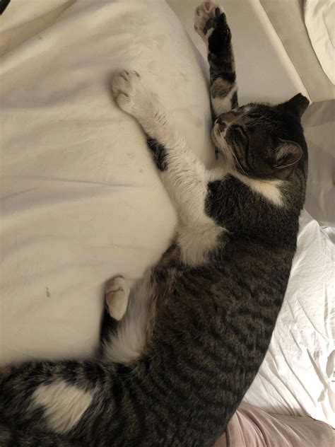 Daina House on Twitter: "Home tonight with this guy! I had a bad