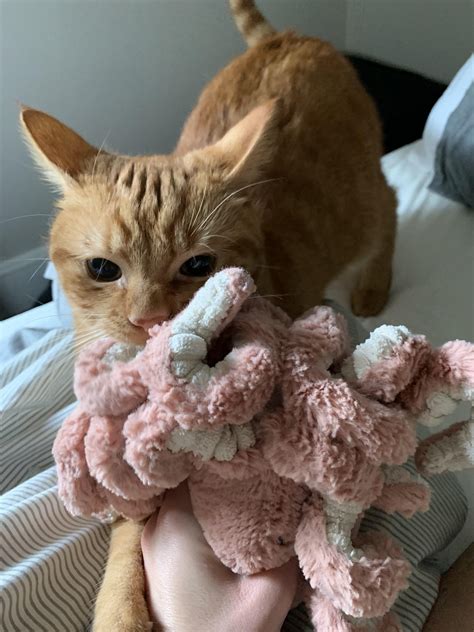 Cat with severe fungal infection : r/misleadingthumbnails