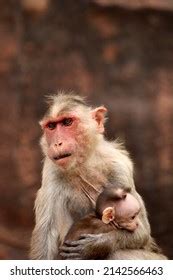 Bonnet Macaque Baby Monkeys Badami Fort Stock Photo 2142566463 ...