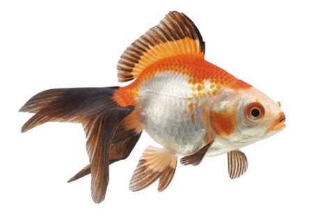 Fisch in Spanish | English to Spanish Translation - SpanishDictionary.com