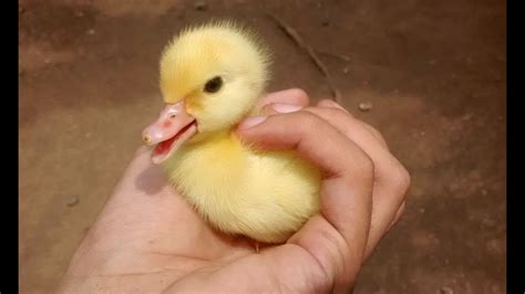 Fotos De Pato Fofo