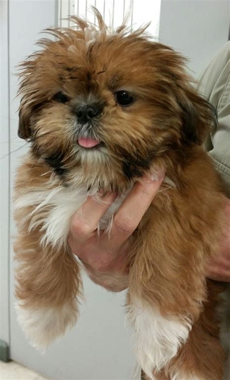 shih tzu puppy ready  adoption