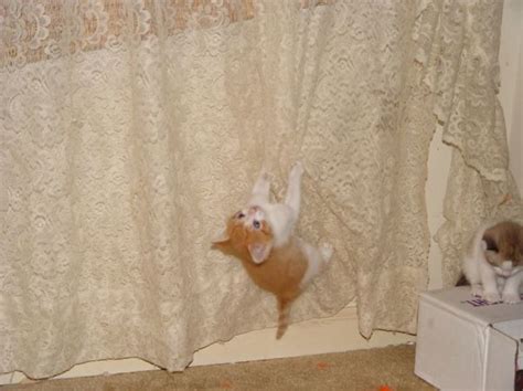 hang curtains  drilling greenlife