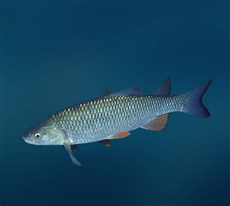Елец (Leuciscus leuciscus) — Рыбы / Мир животных.ру