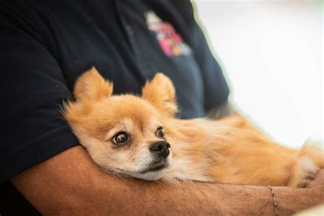 What to do if your dog eats chocolate - We Love Pets