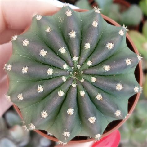 Echinopsis SUBDENUDATA - SUCCULENT.KUPI