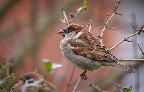 house sparrow audubon field guide