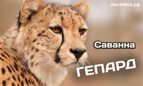 Как Гепарду удается развивать скорость до 110 км/ч? Почему самка ...