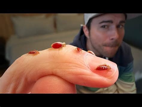 LPT: How to kill bed bugs effectively and inexpensively. : r/Bedbugs