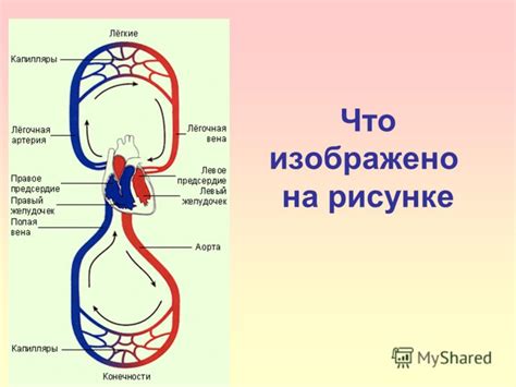 Презентация на тему: "8 класс. Смотр знаний по теме "Кровь"". Скачать ...