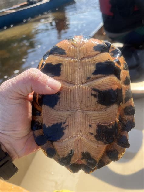 Glyptemys Agassiz, 1857