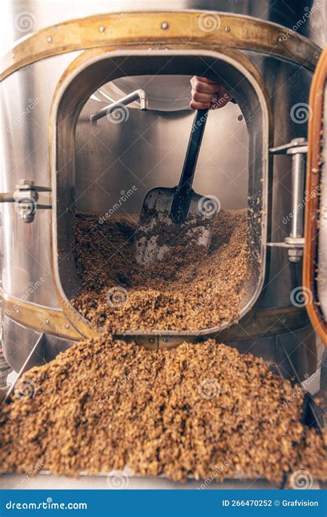 process  brewing grain  barley stock photo image  industry