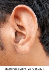 full human ear dark black hair stock photo  shutterstock