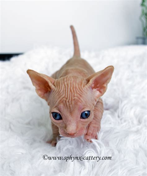 Post - Sphynx Cattery