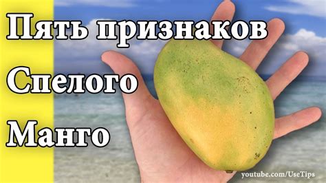 Пять признаков спелого манго! Выбираем созревший манго. - YouTube