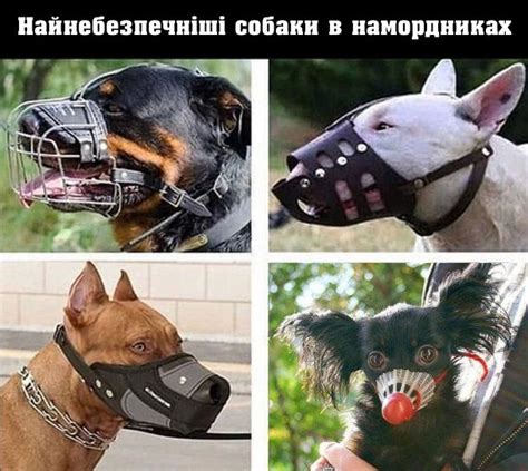 Мем Собаки в намордниках | Animals, Dogs, Funny
