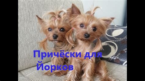 Причёски для Йорков. Резинки для волос. - YouTube