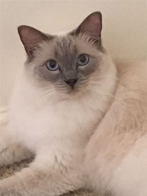 Beautiful Lilac Point Ragdoll Cat