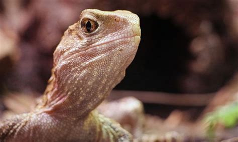 Parietal Eye Tuatara