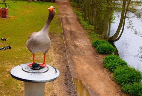 die gans deutsch werdende