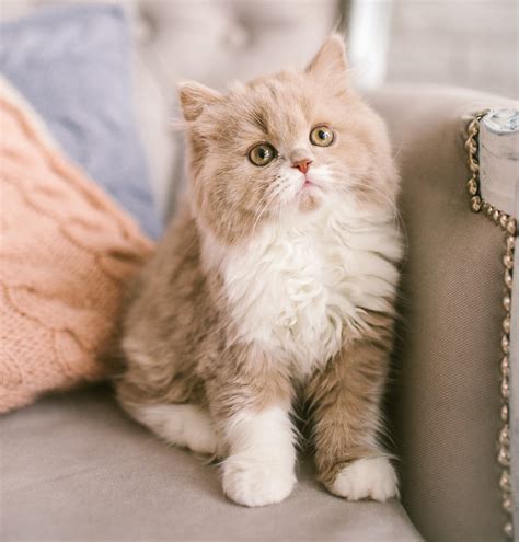 Selkirk Rex Cat Breed Profile | Litter-Robot