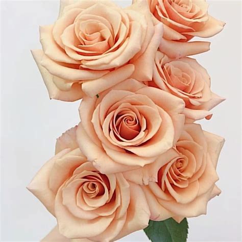 Mother of Pearl Rose | Love Rose