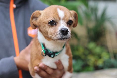 Adoption de Pepe: Indéfinie chien ratier de prague, région Île-de-France