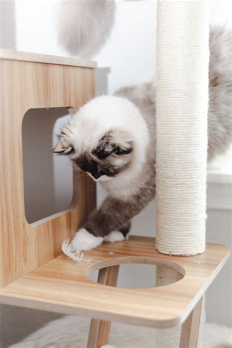 Ragdoll Adoption Information — Simply Ragdolls