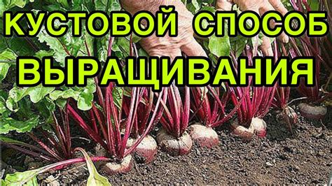 ОБЯЗАТЕЛЬНО ПОСЕЙТЕ СВЕКЛУ НА РАССАДУ ЭТИМ СПОСОБОМ! БУКЕТНЫЙ СПОСОБ ...