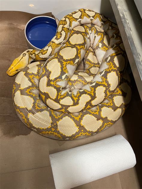 Dwarf Mochino Het Genetic Stripe Reticulated Python by JDW Morphs ...