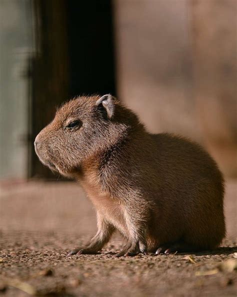 Imagem De Capivara Fofinha