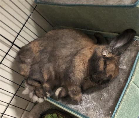 Why Does My Rabbit Sniff Loudly at Julie Farrell blog