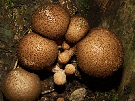 Дождевик грушевидный (Apioperdon pyriforme) фото и описание