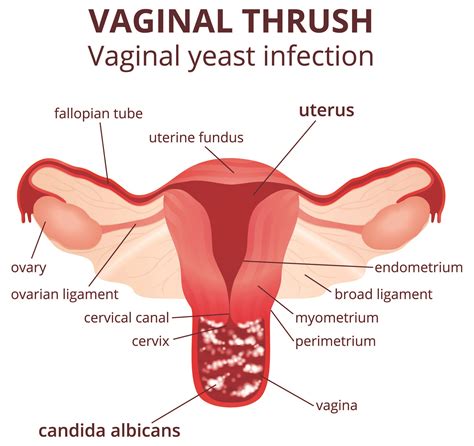 how far is the cherry in a female